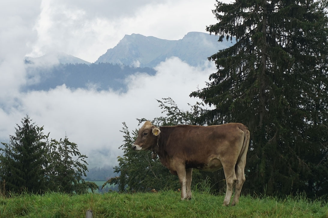 A large brown cow standing on top of a grass covered field

Description automatically generated