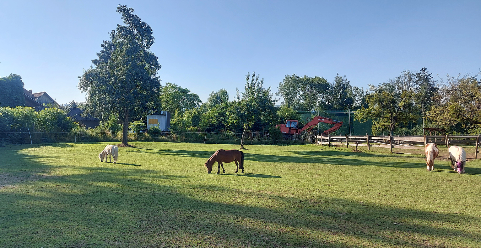 A horse grazing in a field

Description automatically generated